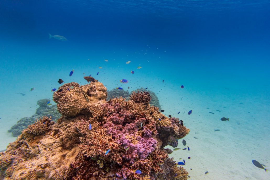 Underwater shot of a colourful reef with small fish.