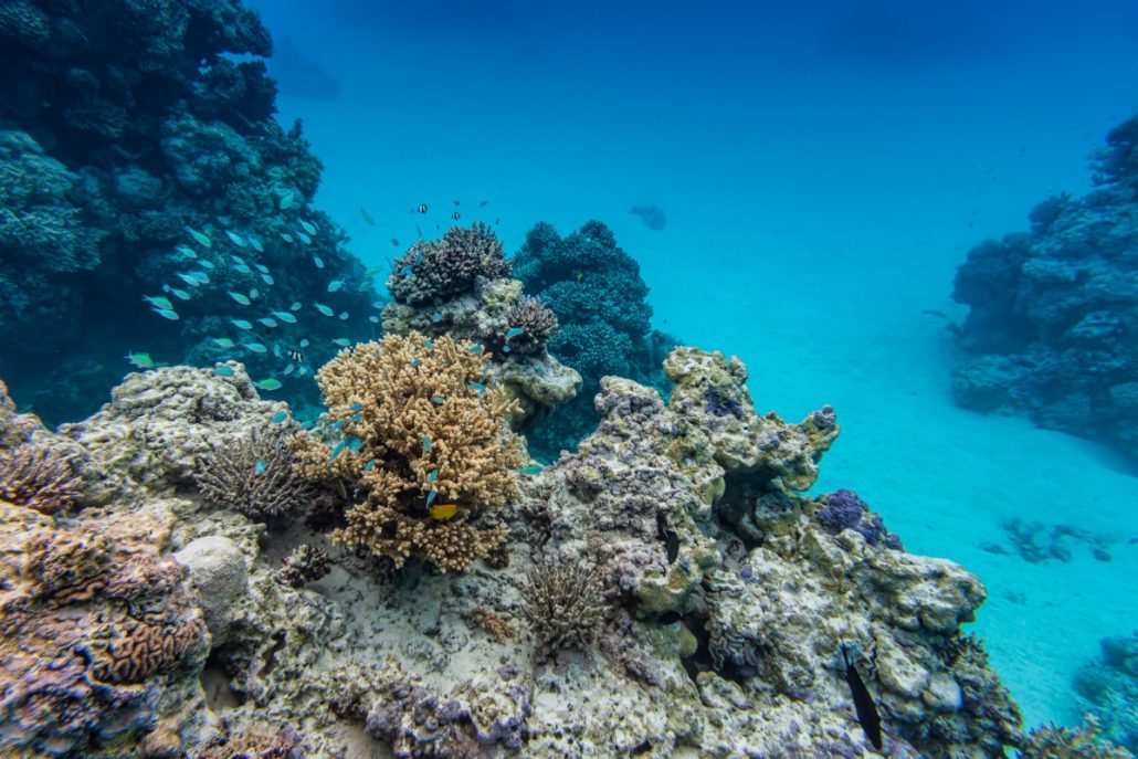 Underwater shot of a colourful reef with small fish.