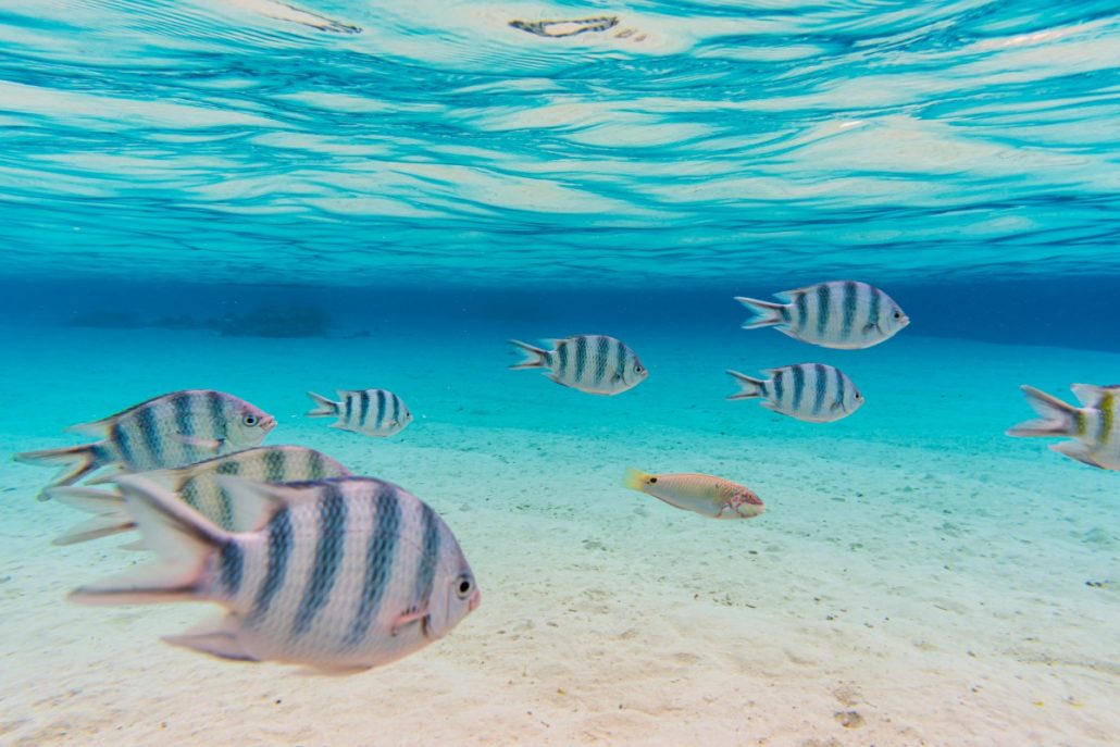 Underwater shot of a small school of fish in tropical waters.