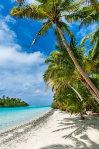 Landscape shot of a tropical beach with palm trees.