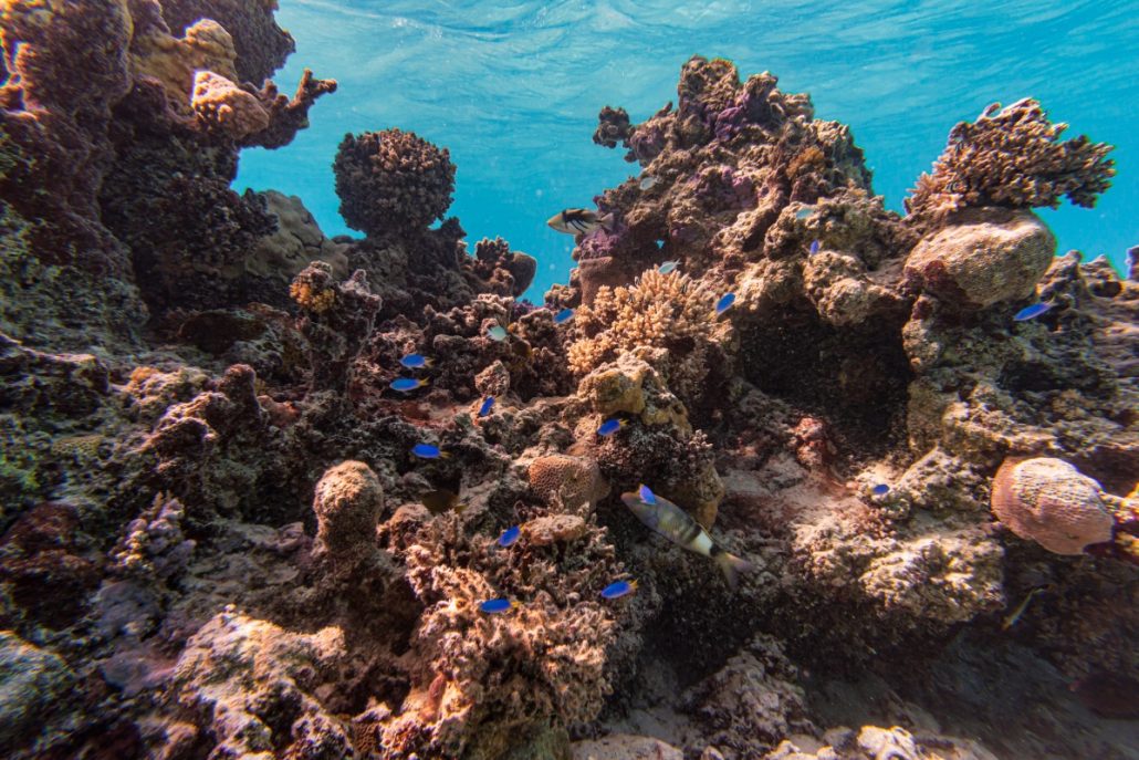 Underwater shot of a reef with small fish.