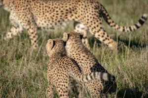 Wildlife shot of two cheetahs watching their mother.