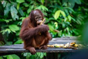 Wildlife shot of a young orangutan eating bananas.