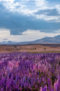 Landscape shot of a violet lupine field with hills in the background.