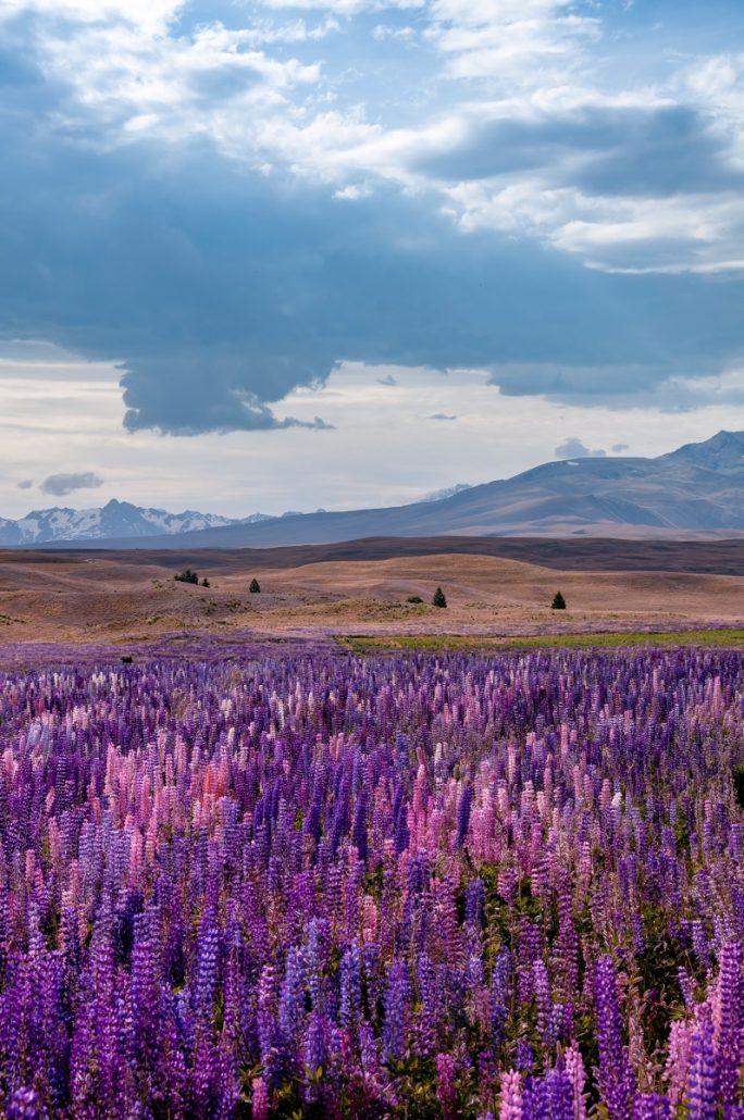 Landscape shot of a violet lupine field with hills in the background.