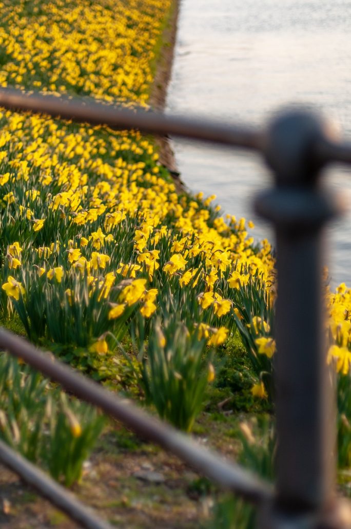 Urban photograph of yellow flowers by the water.