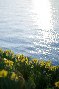 Urban photograph of yellow flowers by the water.