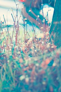 Urban shot of tree saplings.