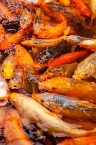 Animal shot of a shoal of Koi fish.