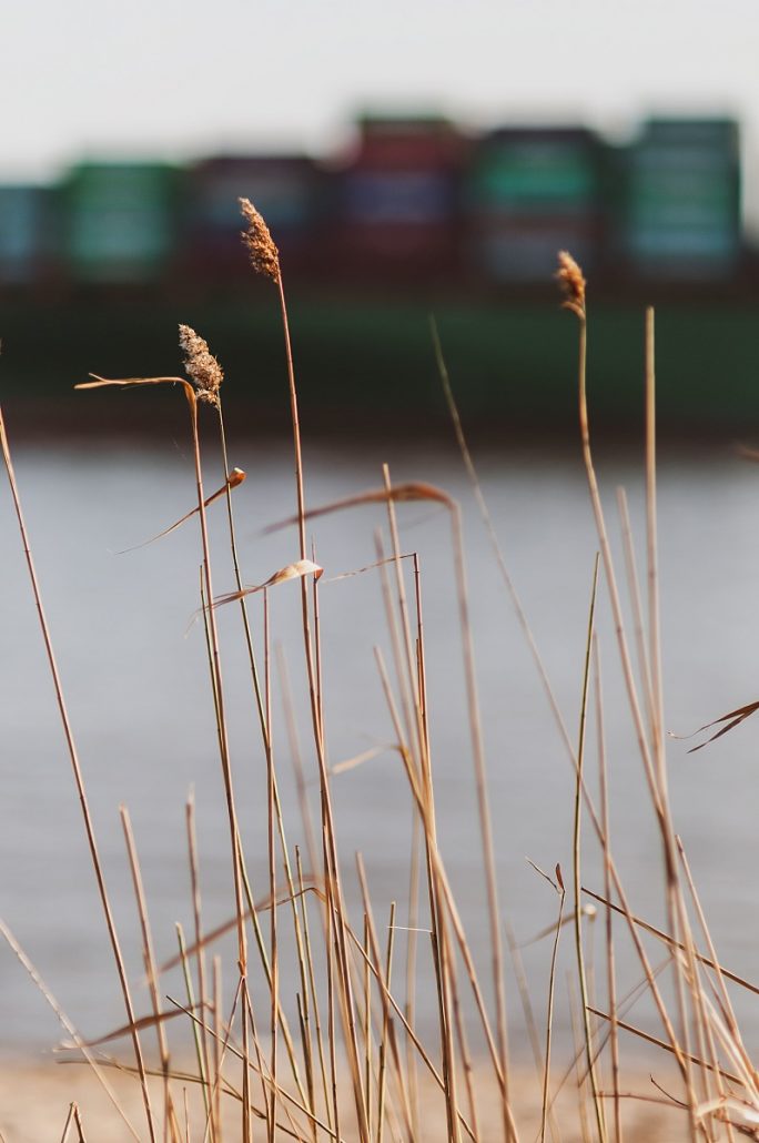 Urban close-up of reeds on the Elbe.