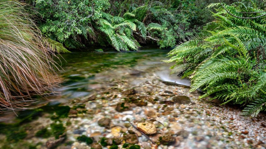 Landscape shot of a clear stream surrounded by green ferns.