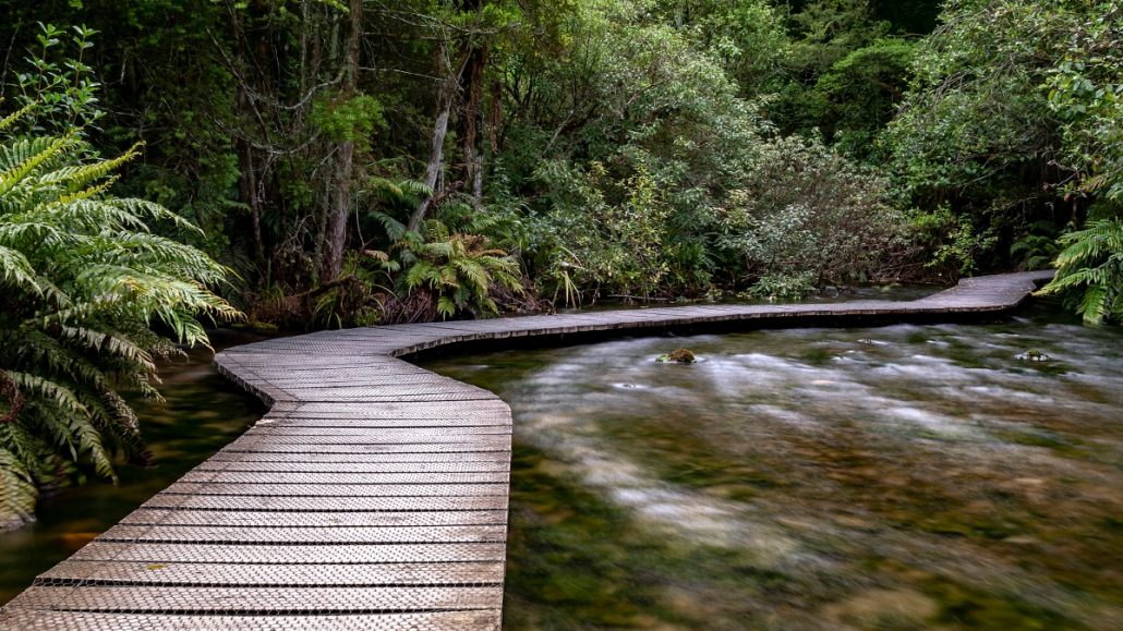 Landscape shot of a wooden footbridge over a stream surrounded by green ferns.
