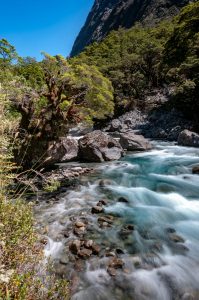 Landscape shot of a stream surrounded by green bushes.