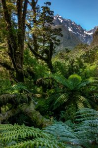 Landscape shot of a jungle with snow-covered mountains in the background.