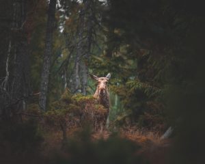 Photographed by Frederikke Jensen featured by dudewithcamera