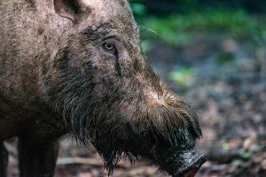 Wildlife close-up of a bornean bearded pig.