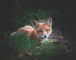 Photographed by Frederikke Jensen featured by dudewithcamera