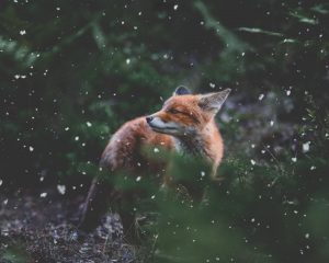 Photographed by Frederikke Jensen featured by dudewithcamera