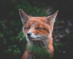 Photographed by Frederikke Jensen featured by dudewithcamera