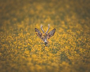 Photographed by Frederikke Jensen featured by dudewithcamera