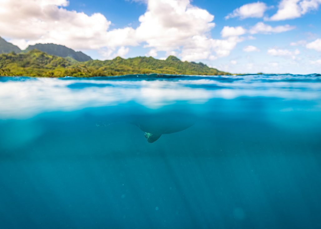 Underwater split photo of a turtle diving in the sea.