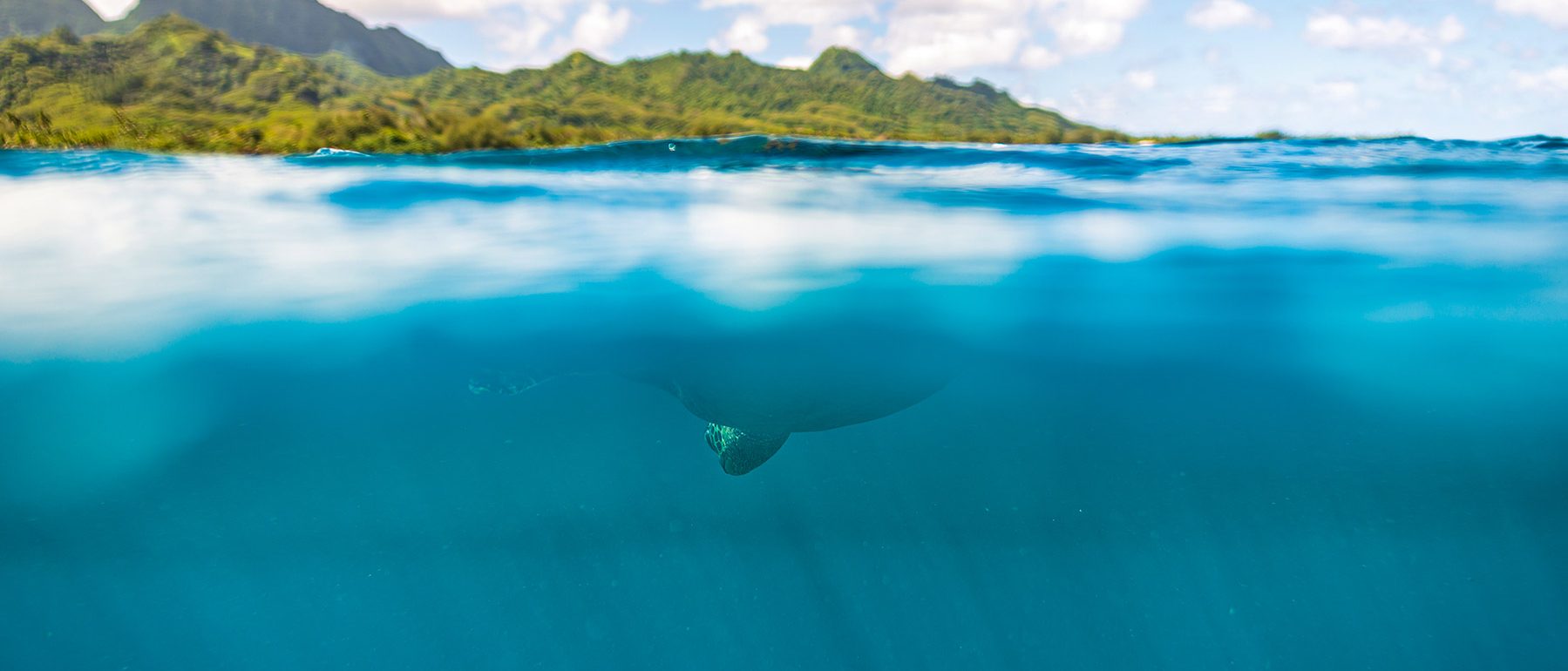 Underwater split photo of a turtle diving in the sea.